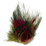 Buque_Silvestre_Mdio_Sortido_SR_Flores_102653301jpg