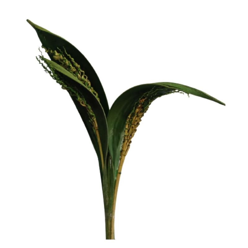 Capa_De_Coco_Verde_SR_Flores_102648802jpg