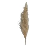 Capim_Dos_Pampas__SR_Flores_103807601jpg
