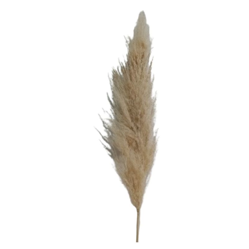 Capim_Dos_Pampas__SR_Flores_103807601jpg