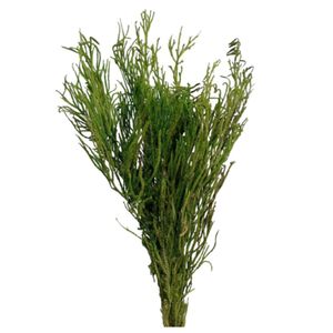Capim Milindro Verde S&R Flores