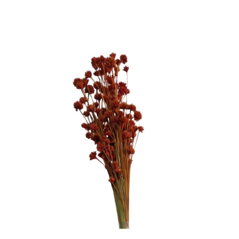 Espeta_Nariz_Laranja_100g_SR_Flores_102651201jpg