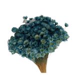 Flor_De_Sempre_Viva_Azul_Claro_SR_Flores_102649801jpg