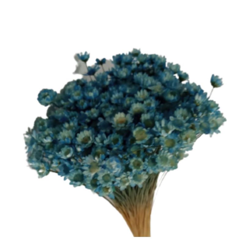 Flor_De_Sempre_Viva_Azul_Claro_SR_Flores_102649801jpg