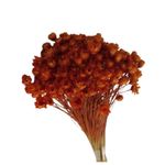 Flor_De_Sempre_Viva_Laranja_SR_Flores_102649201jpg