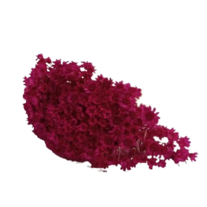 Flor_De_Sempre_Viva_Pink_SR_Flores_102649601jpg