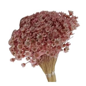 Flor De Sempre Viva Rosa S&R Flores
