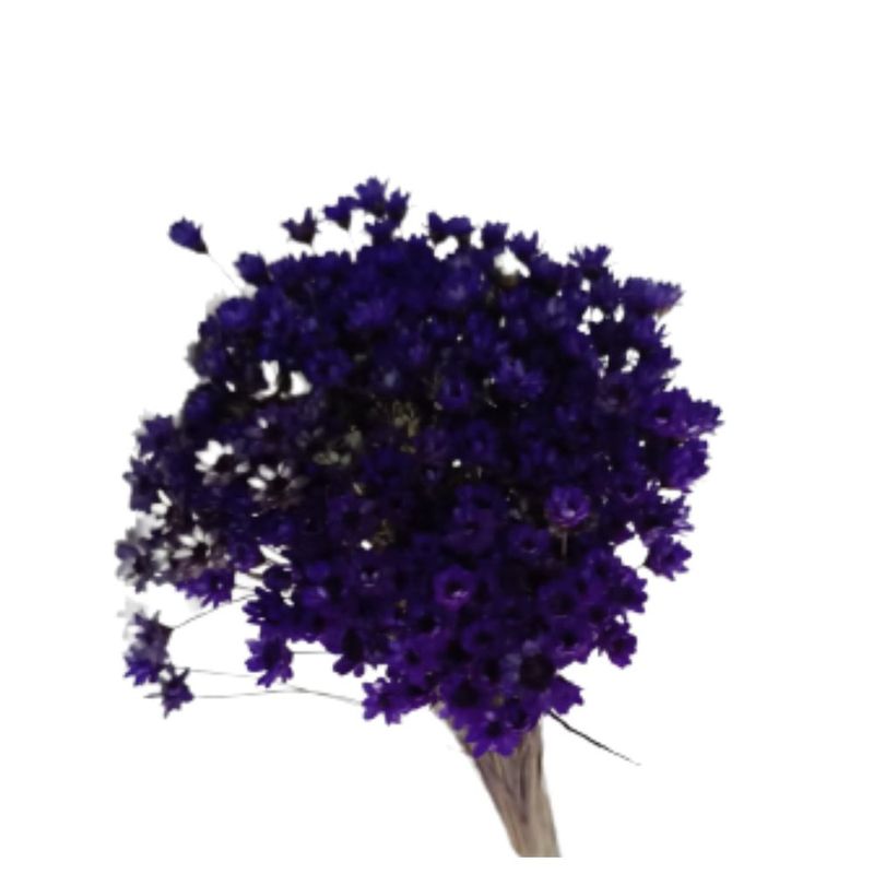 Flor_De_Sempre_Viva_Roxa_SR_Flores_102650201jpg