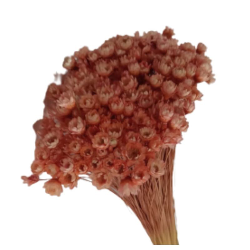 Flor_De_Sempre_Viva_Salmo_SR_Flores_102650001jpg