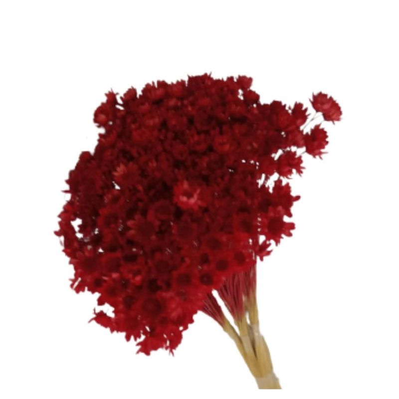 Flor_De_Sempre_Viva_Vermelha_SR_Flores_102649301jpg