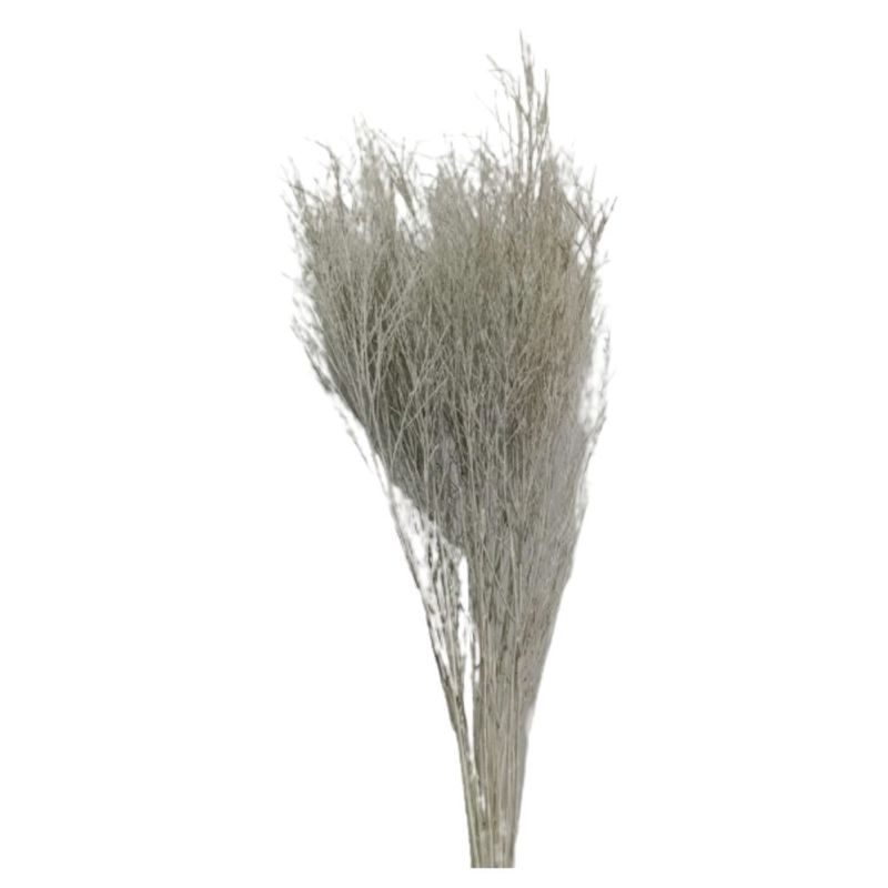 Folhagem_Aspargo_Branco_SR_Flores_102650501jpg