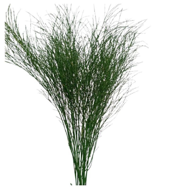 Folhagem_Aspargo_Verde_Escuro_SR_Flores_102650701jpg