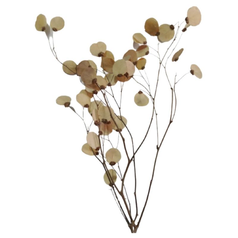 Montagem_Folhas_Moedas_Alvejadas_SR_Flores_102650401jpg