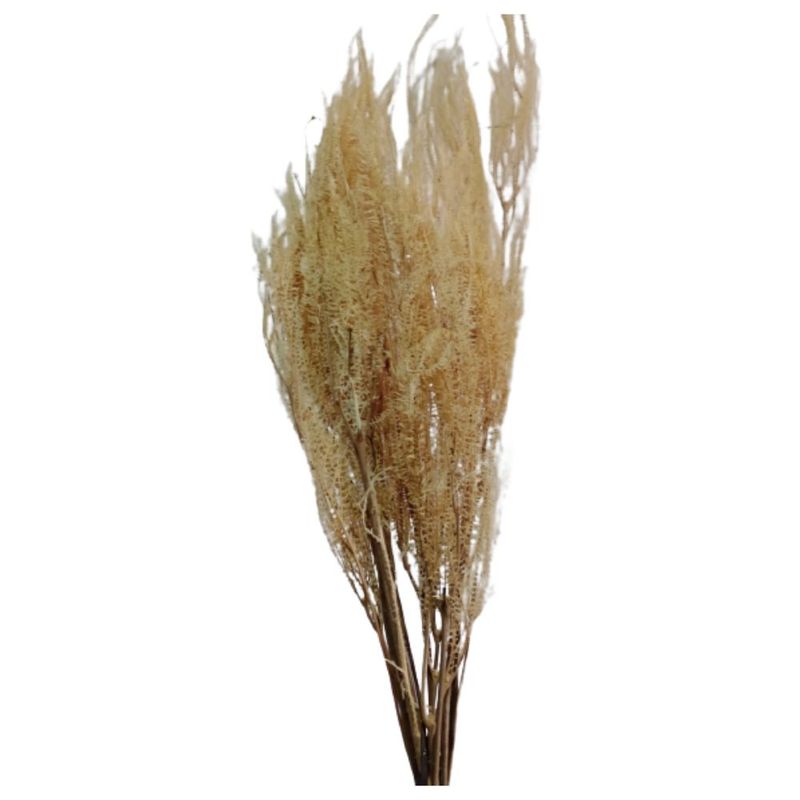 Samambaia_Do_Campo_Alvejado_SR_Flores_102651401jpg