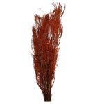 Samambaia_Do_Campo_Laranja_SR_Flores_102651701jpg