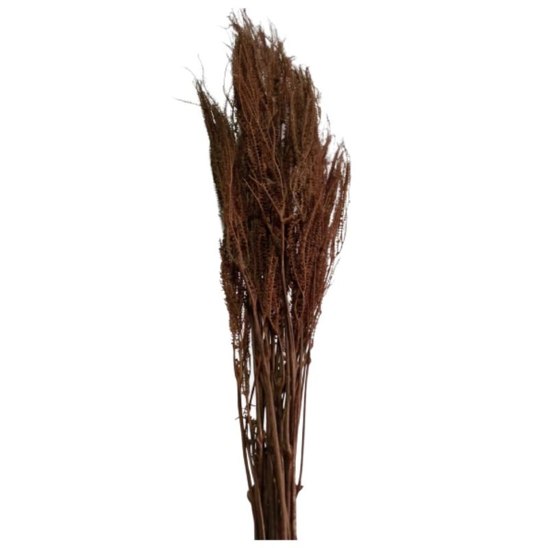 Samambaia_Do_Campo_Marrom_SR_Flores_102651601jpg