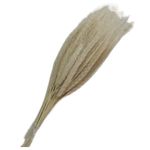 Flor_De_Trigo_Alvejado_Com_40_Hastes_SR_Flores_102648201jpg