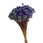 Flor_De_Sempre_Viva_Lils_SR_Flores_102650101jpg